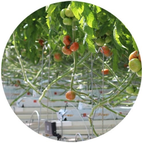 Greenhouse
